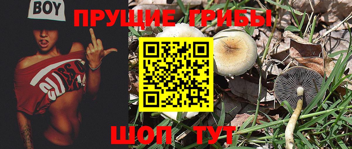 Алейск  Псилоцибиновые грибы мухоморы  Вход с VPN 